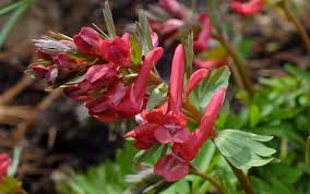 Attēlu rezultāti vaicājumam “Corydalis solida fruit”