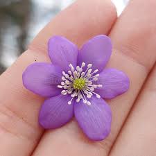 Attēlu rezultāti vaicājumam “Hepatica nobilis flower”