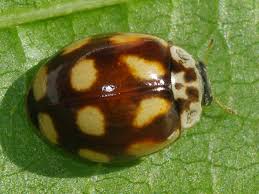 Attēlu rezultāti vaicājumam “Adalia decempunctata”