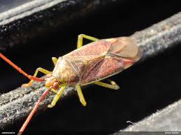 Attēlu rezultāti vaicājumam “Pantilius tunicatus imago”