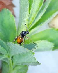 Attēlu rezultāti vaicājumam “Diplolepis eglanteriae”