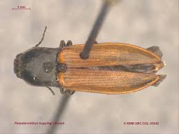 Attēlu rezultāti vaicājumam “Elateridae”