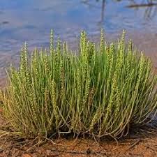 Attēlu rezultāti vaicājumam “Juncaginaceae”