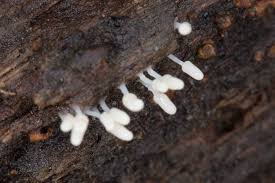 Attēlu rezultāti vaicājumam “Arcyria cinerea stalked”