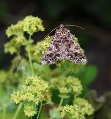 Attēlu rezultāti vaicājumam “Hadena rivularis”