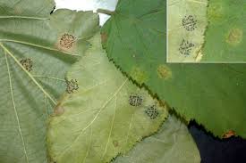 Attēlu rezultāti vaicājumam “Corylus avellana leaf”