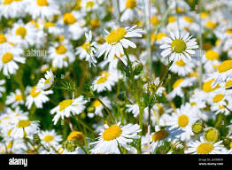 Attēlu rezultāti vaicājumam “Tripleurospermum inodorum leaf”