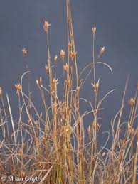 Attēlu rezultāti vaicājumam “Rhynchospora alba leaf”