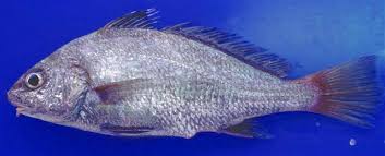 Image result for Umbrina cirrosa