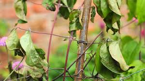 Attēlu rezultāti vaicājumam “Clematis leaf”