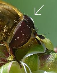 Attēlu rezultāti vaicājumam “Syrphus sp. imago”