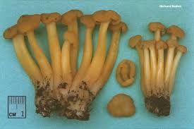 Attēlu rezultāti vaicājumam “Leotia lubrica”