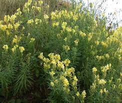 Image result for Linaria vulgaris