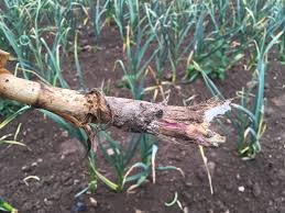 Attēlu rezultāti vaicājumam “Trichia botrytis young”