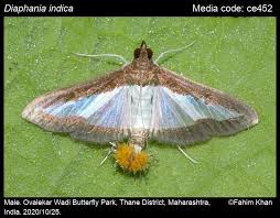 Attēlu rezultāti vaicājumam “Crambidae”