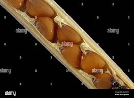 Attēlu rezultāti vaicājumam “Diplotaxis tenuifolia fruit”
