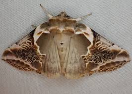 Attēlu rezultāti vaicājumam “Drepanidae”