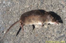 Attēlu rezultāti vaicājumam “Sorex araneus”