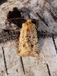 Attēlu rezultāti vaicājumam “Conistra rubiginea”