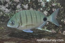 Image result for Diplodus capensis