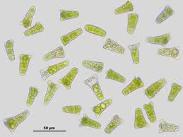 Attēlu rezultāti vaicājumam “Platydictya jungermannioides”