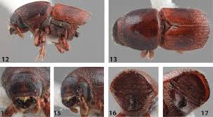Attēlu rezultāti vaicājumam “Scolytus scolytus, Scolytus multistriatus”