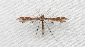 Attēlu rezultāti vaicājumam “Pterophoridae”