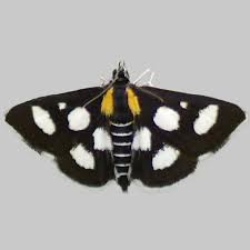 Attēlu rezultāti vaicājumam “Anania funebris”