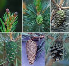 Attēlu rezultāti vaicājumam “Pinus sylvestris leaf”
