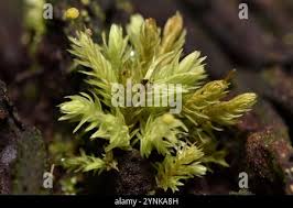 Attēlu rezultāti vaicājumam “Aulacomnium androgynum”