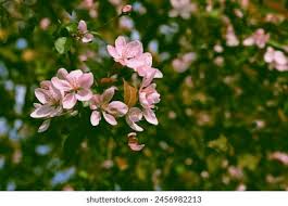 Attēlu rezultāti vaicājumam “Malus purpurea flower”