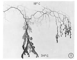 Attēlu rezultāti vaicājumam “Physarum bivalve plasmodium”