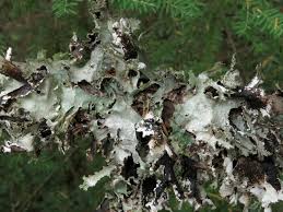 Attēlu rezultāti vaicājumam “Platismatia glauca”