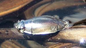 Attēlu rezultāti vaicājumam “Gyrinidae”