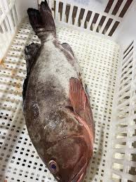 Image result for Epinephelus morio