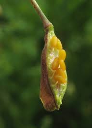 Attēlu rezultāti vaicājumam “Capsella bursa-pastoris bud”