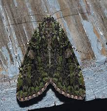 Attēlu rezultāti vaicājumam “Anaplectoides prasina”