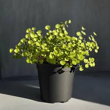 Image result for Lysimachia nummularia