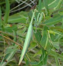 Attēlu rezultāti vaicājumam “Mantis religiosa”
