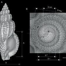 Attēlu rezultāti vaicājumam “Sciuro-hypnum curtum”