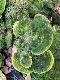 Attēlu rezultāti vaicājumam “Trametes gibbosa”