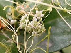 Attēlu rezultāti vaicājumam “Cuscuta europaea flower”