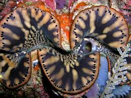 Image result for tridacna