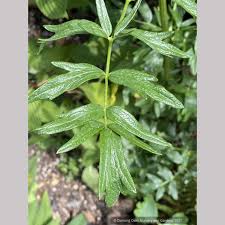 Attēlu rezultāti vaicājumam “Thalictrum lucidum flower”