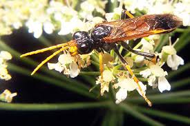Attēlu rezultāti vaicājumam “Tenthredo campestris”