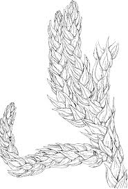 Attēlu rezultāti vaicājumam “Eurhynchiastrum pulchellum”