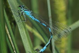 Attēlu rezultāti vaicājumam “Coenagrion hastulatum”