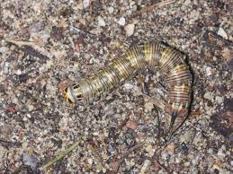 Attēlu rezultāti vaicājumam “Sphinx pinastri larva”