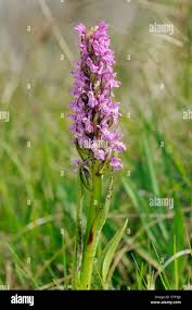 Attēlu rezultāti vaicājumam “Dactylorhiza cruenta”