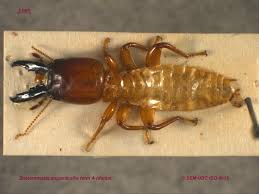 Attēlu rezultāti vaicājumam “Blattoptera”